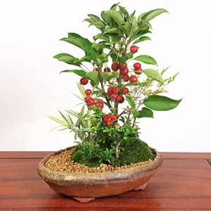 盆栽 姫りんご寄せa Bonsai 盆栽 Amazon