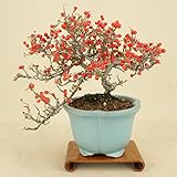 いよじ園 こけももカマツカ (珍品) 貴風盆栽 (実物盆栽)