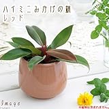 ハイミニみかげの鉢 レッド(φ9.5×H9.0cm)(ハイドロ苗9φに対応)