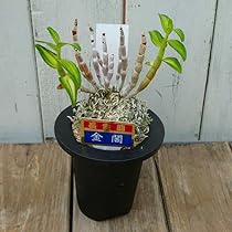 セッコク 長生蘭 35鉢 フダ落ち 石斛 セッコク 長生蘭 雷山 30 : フェニックスガーデン - 通販