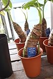【ラッピング代込】　観葉植物　クワズイモ(出世いも)　4.5寸鉢　【ギフト】【送料込】