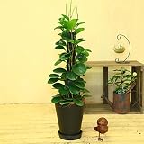 観葉植物：ペペロミア*ヘゴ板仕立て　ブラック陶器鉢(受皿付き)　シュロ皮付き