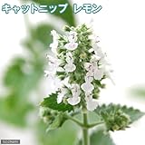 (観葉)ハーブ苗 猫草 キャットニップ レモン 3号(1ポット) 家庭菜園 本州・四国限定[生体]
