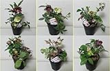 クリスマスローズ 1鉢に3～4種の開花物を寄せ植えしたお値打ち品 松村園芸さんの開花株 おまかせミックス