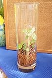 【数量限定】　透明な器だからどんなお部屋にもぴったり。　ハイドロカルチャー　観葉植物　【丸ロング　ハイドロボール】