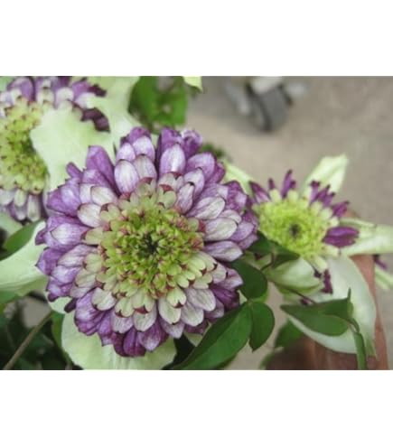 クレマチス２苗セット Amazon | ノーブランド品 クレマチス 2年生苗 雫 | 花