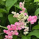 アサヒカズラ（クイーンネックレス）HOHO（ほほ）　3号 3株セット ノーブランド品