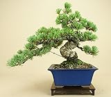 いよじ園 【】 五葉松 宮島（中品盆栽）（松柏盆栽）いよじ園