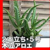 【自然の救急箱】木立アロエ・（キダチアロエ）５号鉢・２本立ち【観葉植物】 【万能の観葉植物】
