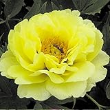 国華園　花木　牡丹　海黄　特大株　1株【※発送が国華園からの場合のみ正規品です】