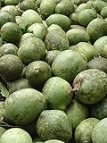 Thai bael Aegle marmelos Rutaceae 10 Seeds ThailandMrk