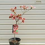 庭木：アメリカ花水木（レッドジャイアント・赤系）*大　H：約80cm