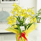 オンシジューム　アロハイワナガ　3本立（アーチ仕立て）　【お届け日指定ＯＫ】　＜還暦祝い　古希祝い　長寿祝いに＞