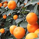 きんかん 苗 【大実金柑 福寿 （ふくじゅ）】 2年生 接ぎ木 ポット苗