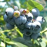 [ラビットアイ系]ブルーベリー：ティフブルー5号ポット[強健で育てやすい暖地向き][苗木] ノーブランド品