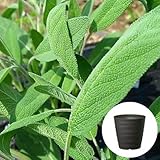 コモン セージ 栽培 セット / ハーブ / 軽量 プラスチック 鉢 プランター / ダークブラウン