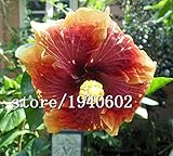 ビッグセールプロモーション！50pcsのハイビスカスの種24kinds混合HIBISCUS ROSA-シネンシスフラワー種子