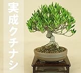 いよじ園 【】 細葉実成クチナシ -清誉- （小品盆栽）いよじ園 ▼ご選択ください,12