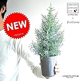 LAND PLANTS H約40cm サルフレア 3.5号苗木