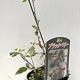 斑入り ブラックベリー 2年生苗