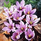 カネコ種苗　サフラン　５球　花色：淡紫