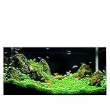 500個/袋水族館の草の種子水草ランダムな水生植物芝種子屋内美化植物の種子