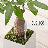 植物用水分計サスティーLサイズホワイト 2個セット[色の変化で水やりのタイミングをお知らせ！] ノーブランド品
