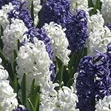 0004 ヒアシンス球根 ブルー&ホワイト 0004 ヒアシンス球根 ブルー&ホワイト