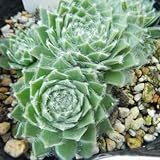 onセンペルビウム アラジン(多肉植物 センペルビウム 9cmポット)