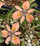 Moraea papilionaceae - Iridaceae - 5 seeds