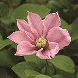 【2018年夏? 開花見込み株】【クレマチス】【5号大株】クレマチス「ピンク・レディ」