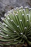 266.世界中で価値・価格が高騰しているアルボピローサ（アルボピロサ）の種子。(AGAVE ALBOPILOSA 5粒) [並行輸入品]
