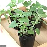 (観葉)ハーブ苗 猫草 キャットニップ コモン 3号(お買い得3ポットセット) 家庭菜園 本州・四国限定[生体]