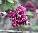 クレマチス 苗 ビチセラ パープレア プレナ エレガンス 赤系