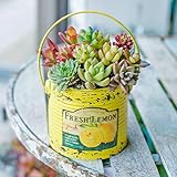 多肉植物 寄せ植え taniku フルーツビンテージ缶 ラウンド Lサイズ ( フレッシュ レモン 柄 )