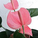 アンスリウム：ピンクチャンピオン（桃）6号鉢植え[優し気な薄ピンクの花色] ノーブランド品