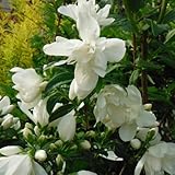 バイカウツギ（梅花ウツギ）：スノーベル5号ポット[純白の八重中輪芳香花]