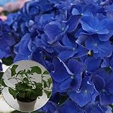 ブルーアース苗木　あじさい苗　5号鉢　あじさい　アジサイ　紫陽花　花鉢植え　花