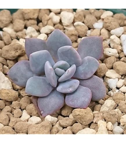 Amazon｜多肉植物 パキフィツム属 紫麗殿 しれいでん カット極小苗 7.5