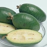 フェイジョアの苗木 アポロ