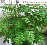 サンショウ 葉山椒 3.5号ポット苗木