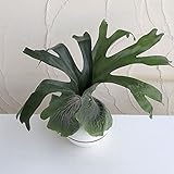 コウモリラン（プラティセリウム）：グランデ5号鉢入り ノーブランド品