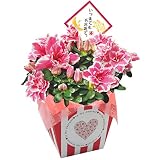 アザレア5号鉢 フラワーギフト 鉢花 敬老の日 ギフト