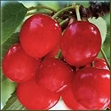 さくらんぼ苗木 紅秀峰