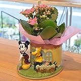 [florence du]ミッキー陶器ポット入 カランコエ 2.5号鉢(お花の色はご指定いただけません）
