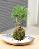 置くだけで温かみを感じるモダンな苔玉【黒松の苔玉・炭化焼締器・敷石セット】 (白石)