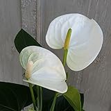 アンスリウム：シエラホワイト4号プラ鉢入り ノーブランド品