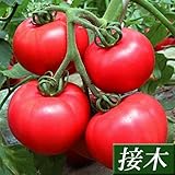 国華園　接木野菜苗　大玉トマト　接木F1エクセレントマト　6株【※発送が国華園からの場合のみ正規品です】