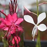 白蝶草（ガウラ） ピンク＆白 ×2ポット