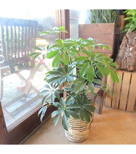 Amazon｜シェフレラ ホンコンカポック 8号鉢サイズ 黒色